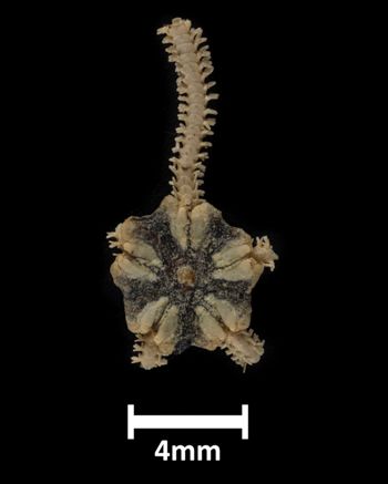 Media type: image;   Invertebrate Zoology OPH-3736 Description: Top down view of single ophiuroid specimen with a scale bar.;  Aspect: dorsal